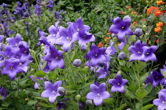 Astra Series Blue Balloon Flower