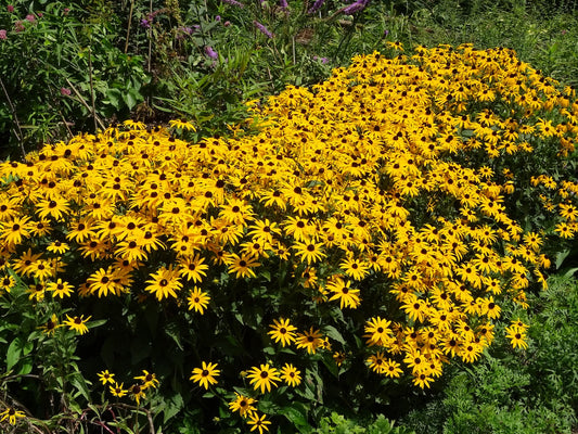 Little Suzy Coneflower