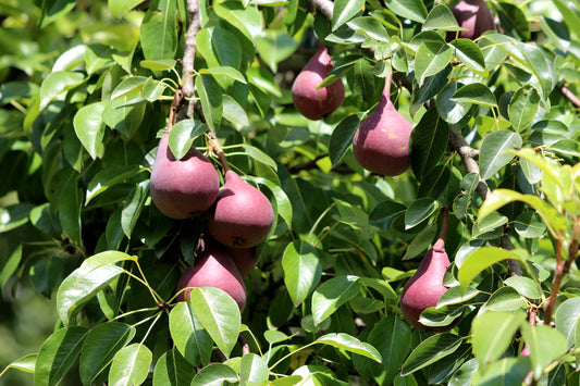 Red Bartlett Dwarf Pear