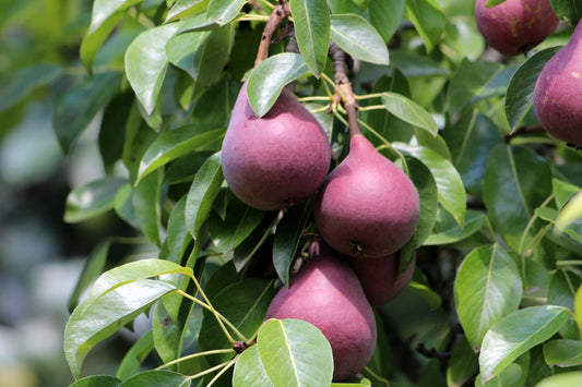 Pyrus communis 'Red Bartlett'