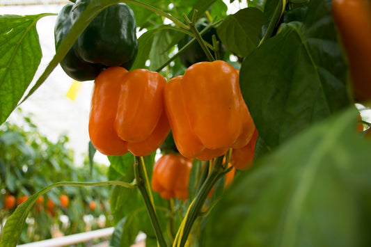 Orange Bell Pepper