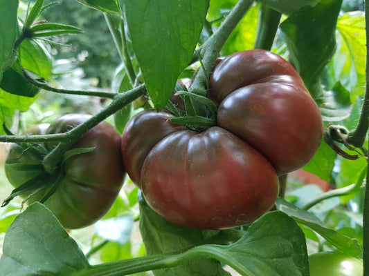 Purple Cherokee Heirloom Tomato