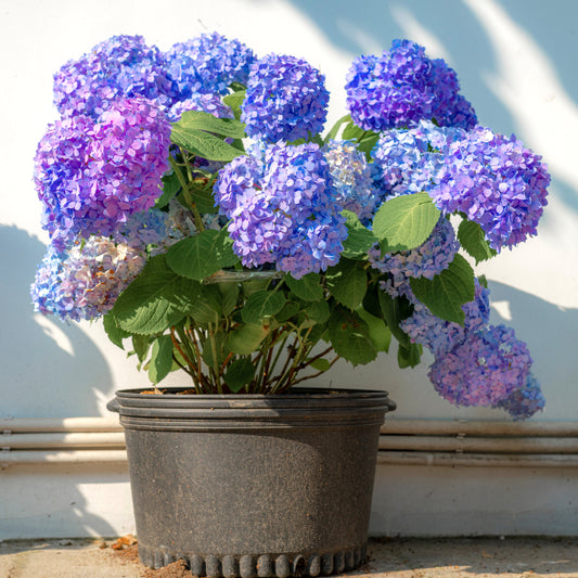 Hydrangea macrophylla Bloomstruck