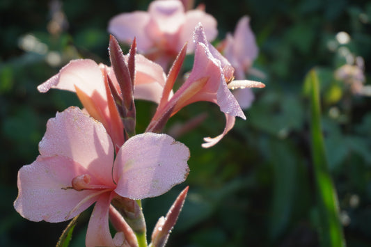 Bronze Peach Canna