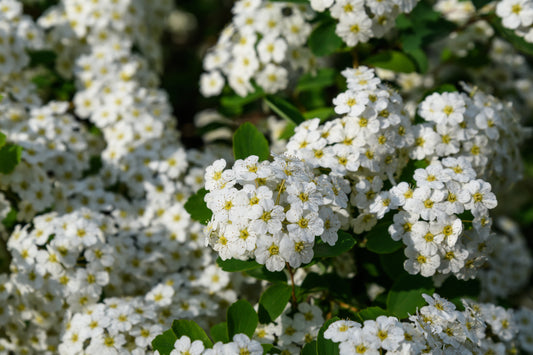 Spiraea 'Snowmound'