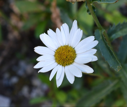 Silver Princess Shasta Daisy