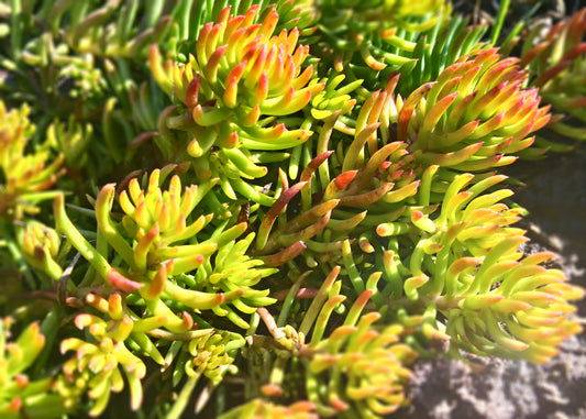 Angelina Sedum