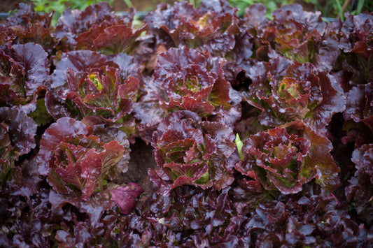 Salanova Oak Red Lettuce