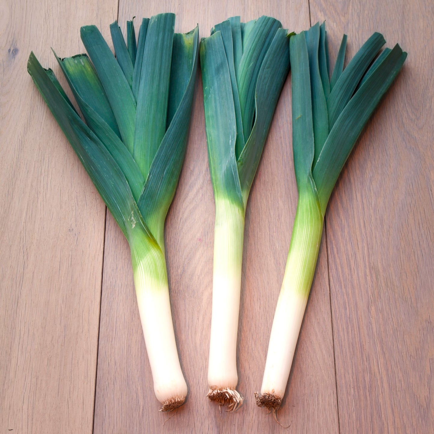 Leek 'American Flag'