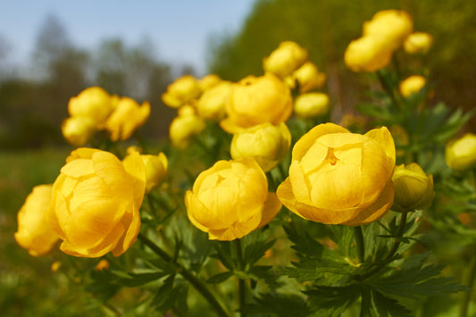 Lemon Supreme Globe Flower