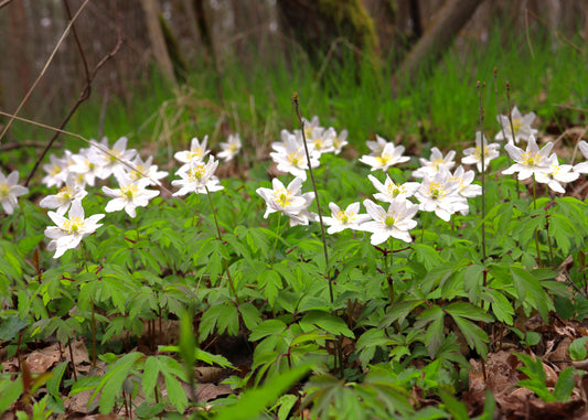 Canadian Beauties - Thimbleweed