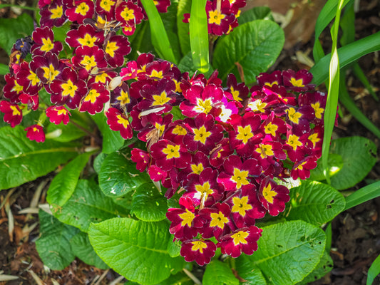 Polyantha Primrose