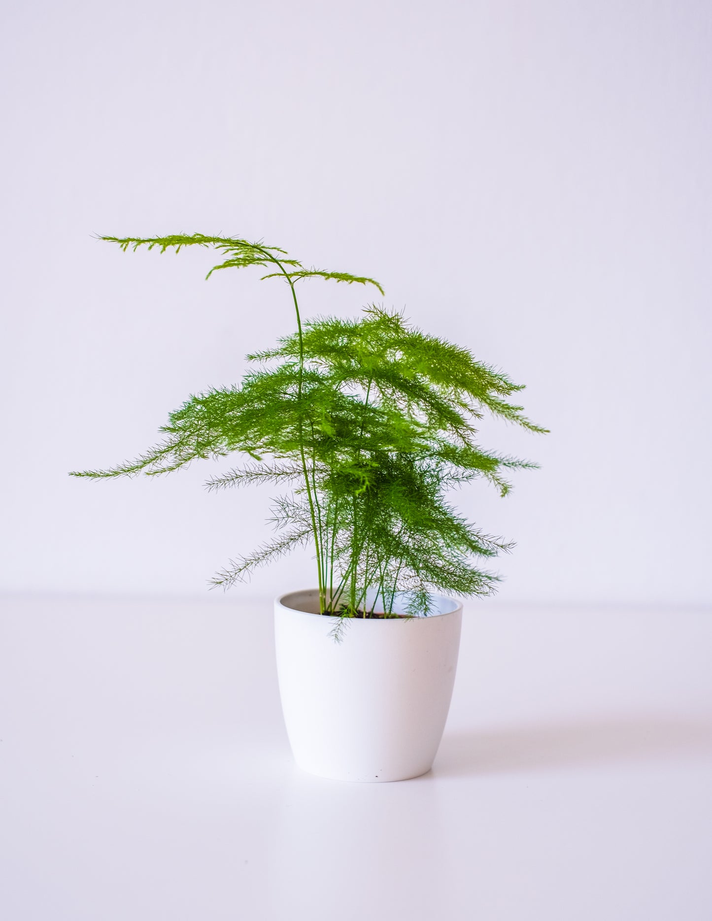 Asparagus Fern