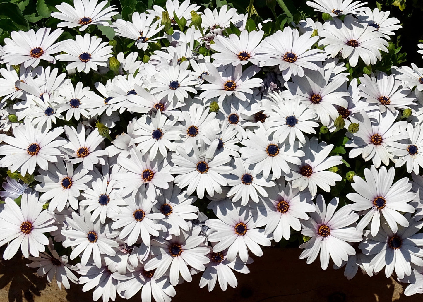 White Oestospermum