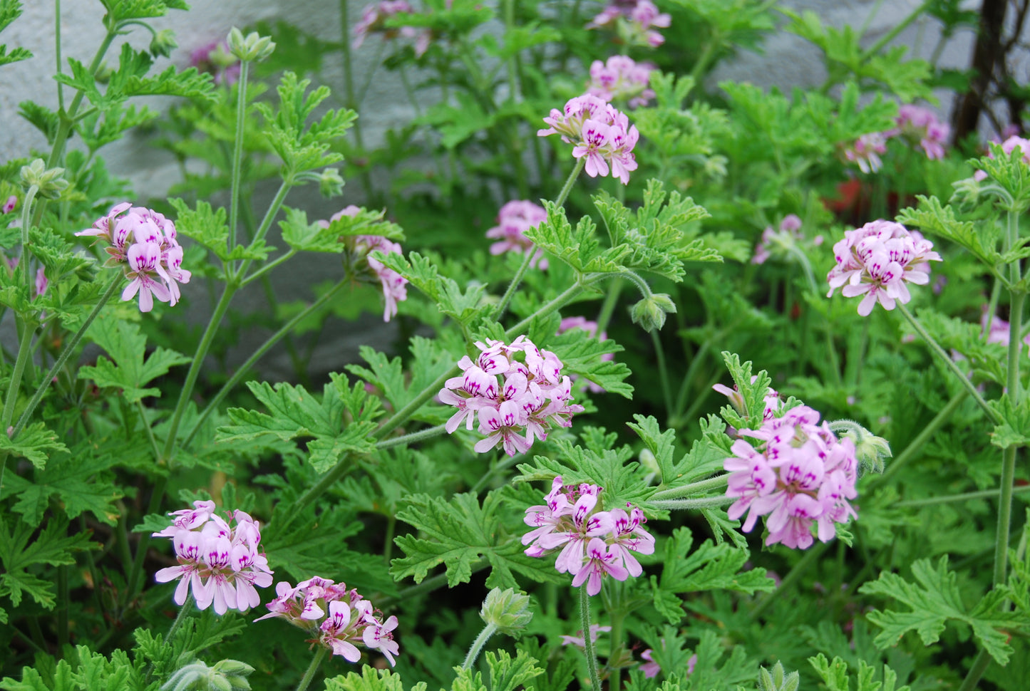 Citronella Basket Geranium