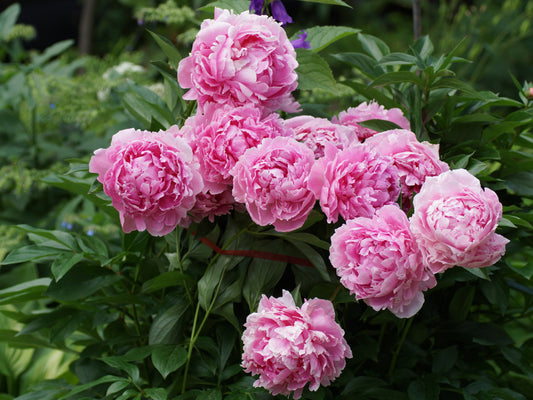 Sarah Bernhardt Peony