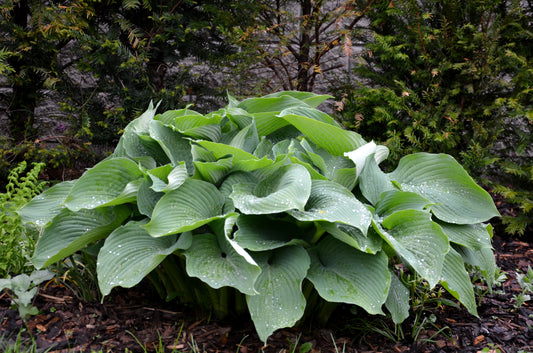 Queen of the Seas Hosta