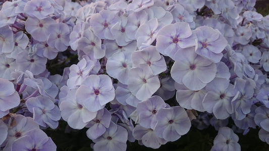 Flame Blue Phlox