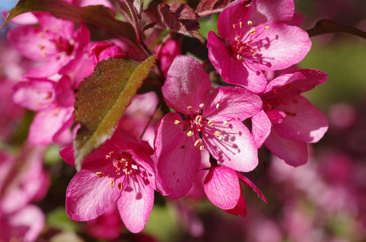 Royal Raindrops® Crabapple