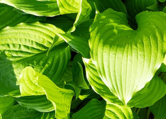 Choo Choo Train Hosta