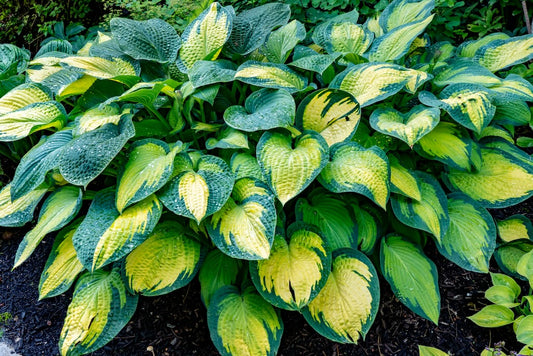 Paradigm Hosta