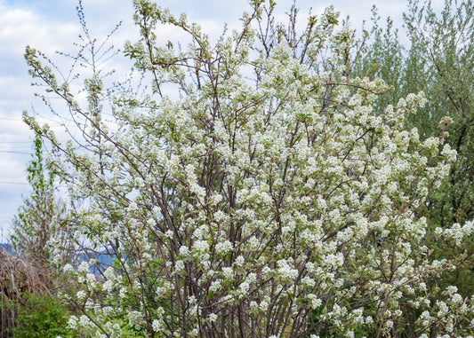 Autumn Brilliance® Serviceberry