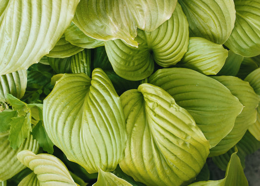 Dawn's Early Light Hosta