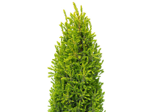 Compressa Common Juniper