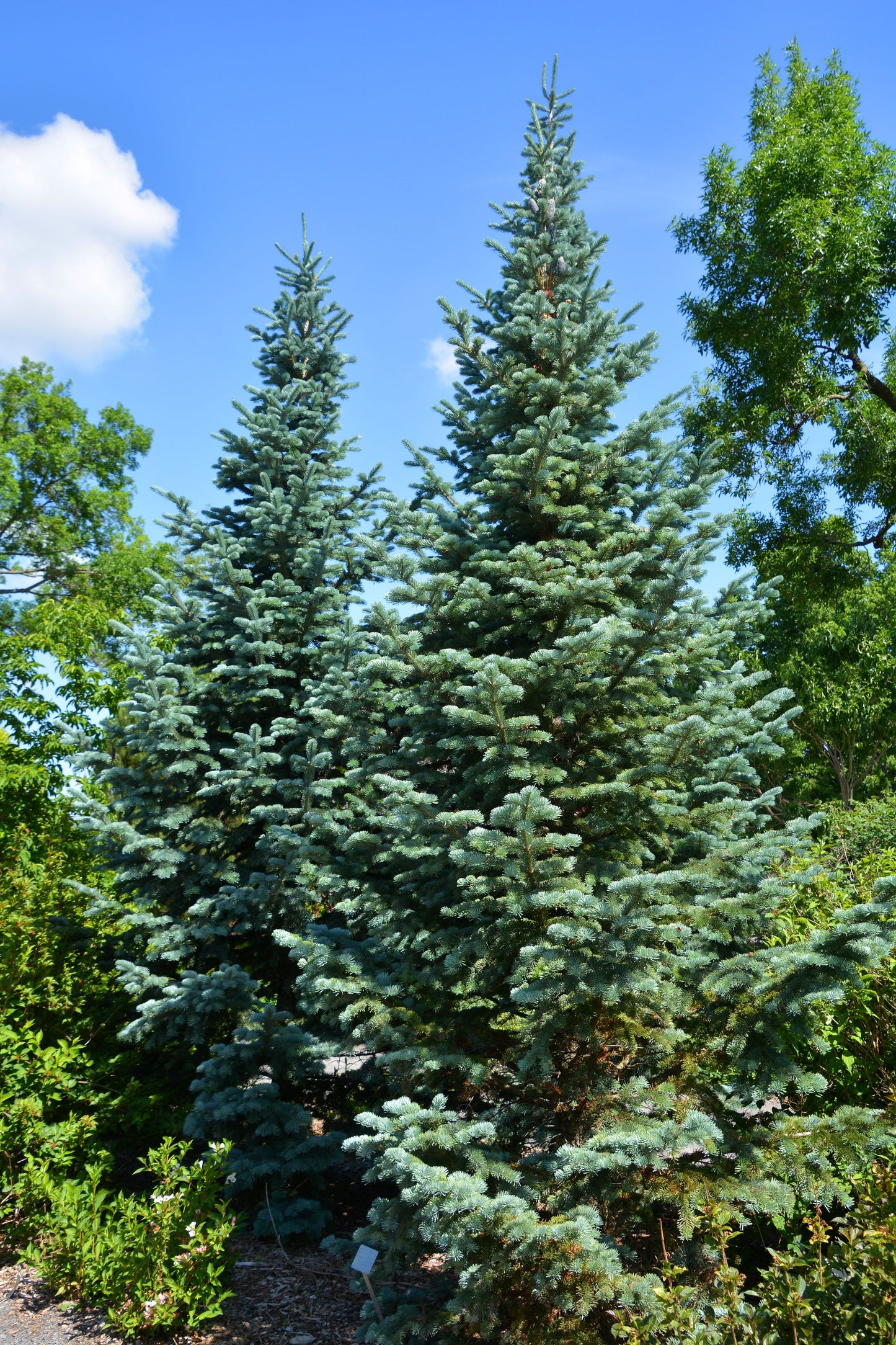 White Spruce