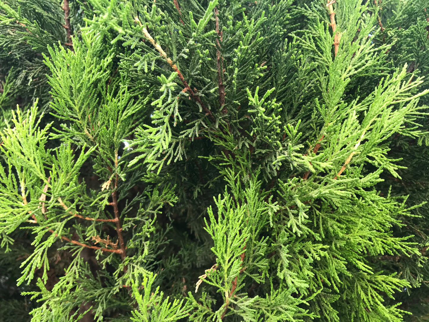 Juniperus 'Monlep'