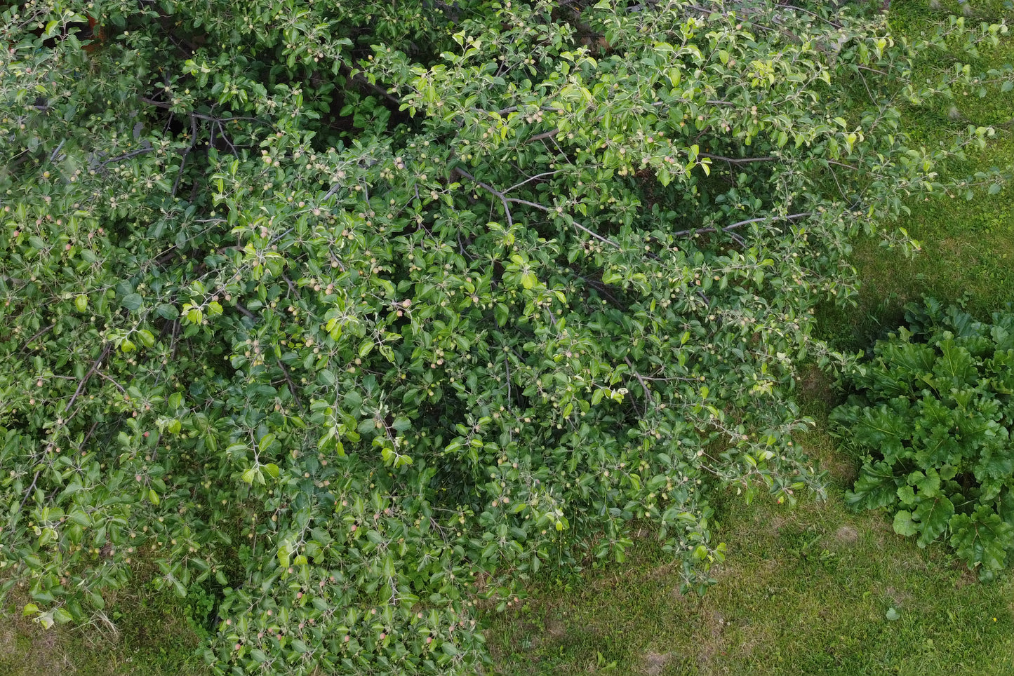 Rhus 'Grow Low'