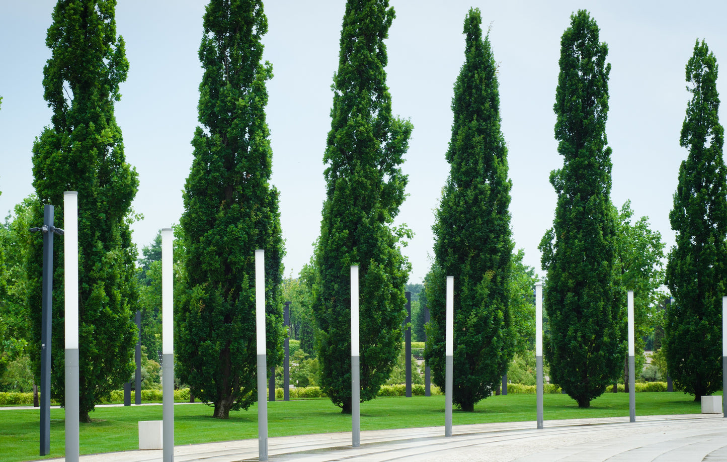 Skinny Genes Oak