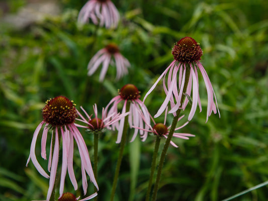 Ontario Natives - Pale Coneflower