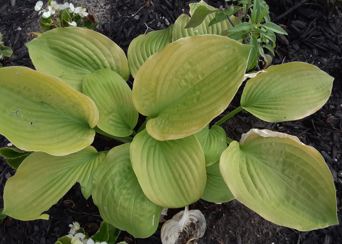 Diva Hosta