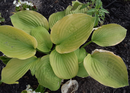 Diva Hosta