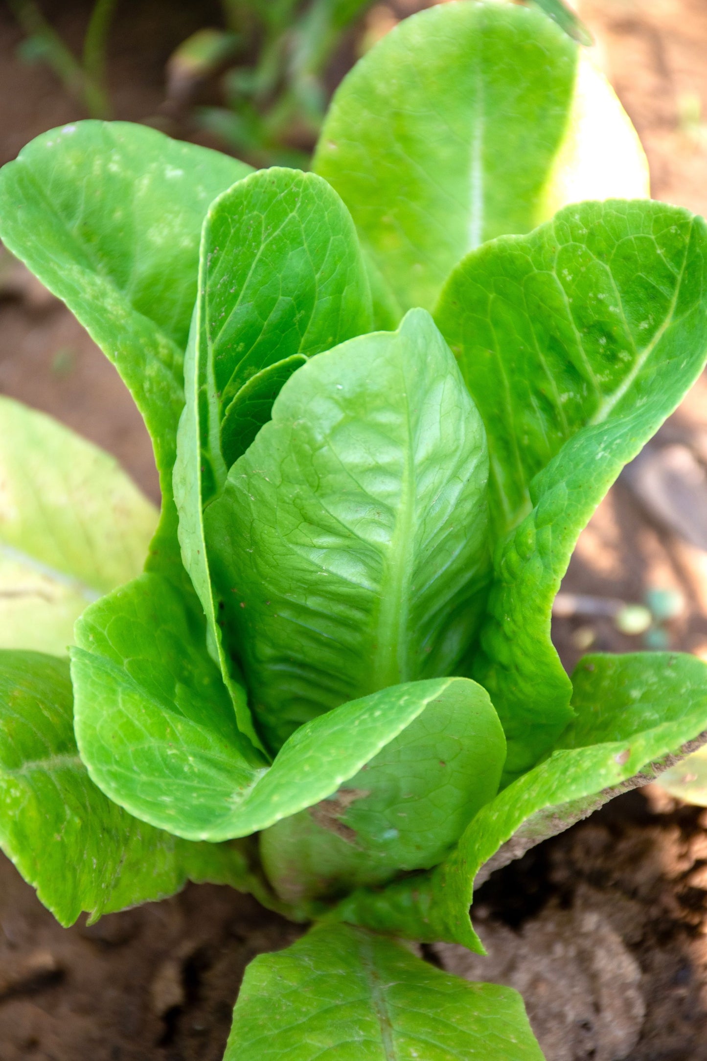 Parris Island Cos Lettuce