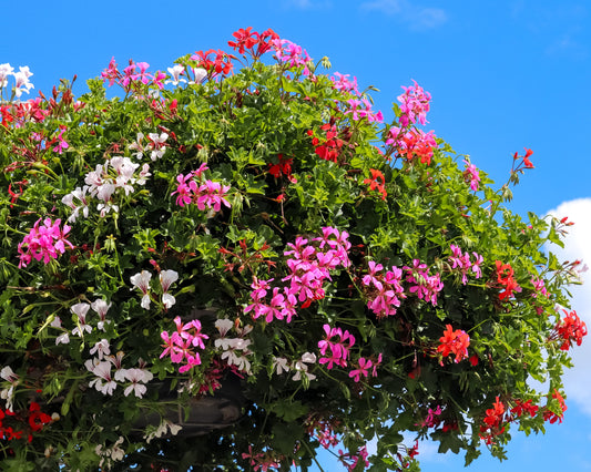 Zonal Geraniums HB