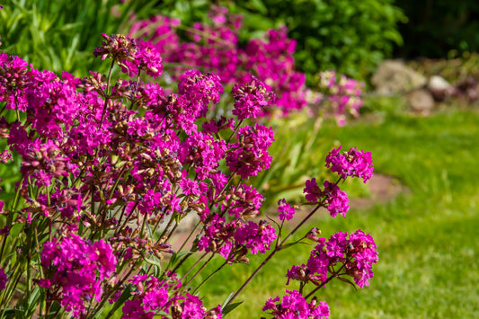 German Catchfly 'Alpina'