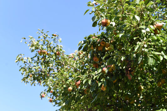 Kieffer Dwarf Pear