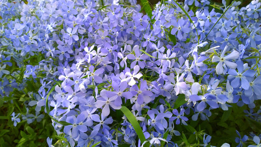 Emerald Blue Moss Phlox