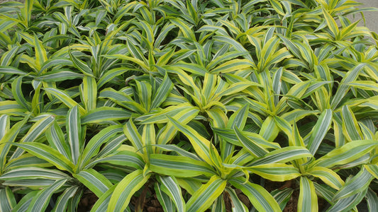 Lemon Lime Dracaena