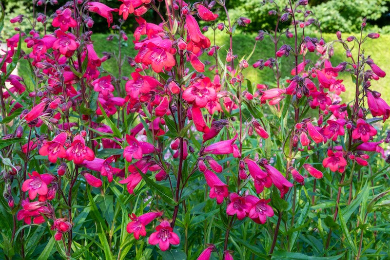 Firebird Penstemon