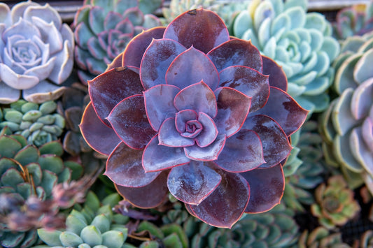 Variegated Perle Von Nurnberg