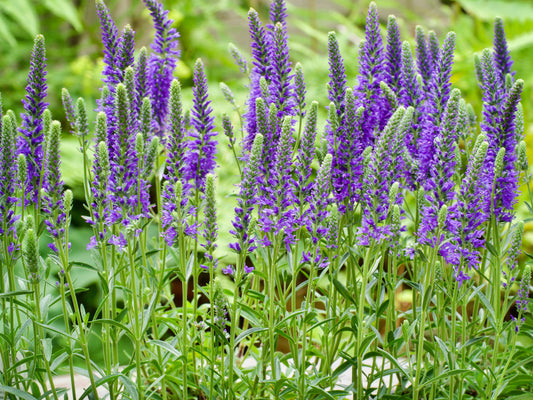 Blue Fox Spike Speedwell