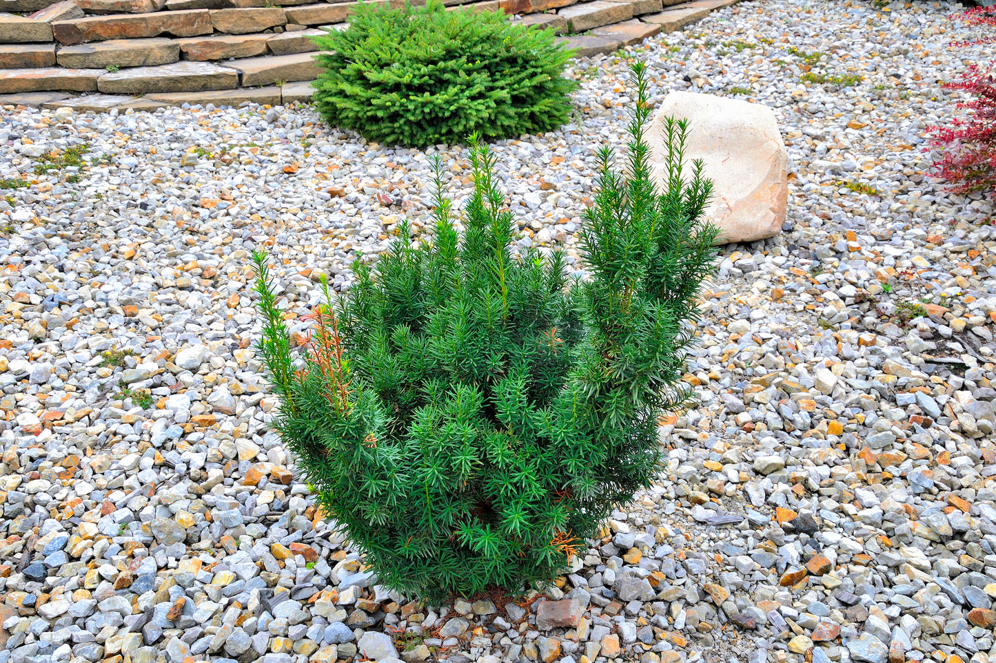 Taxus x Media Hicksii