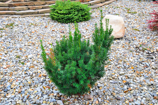 Taxus x Media Hicksii