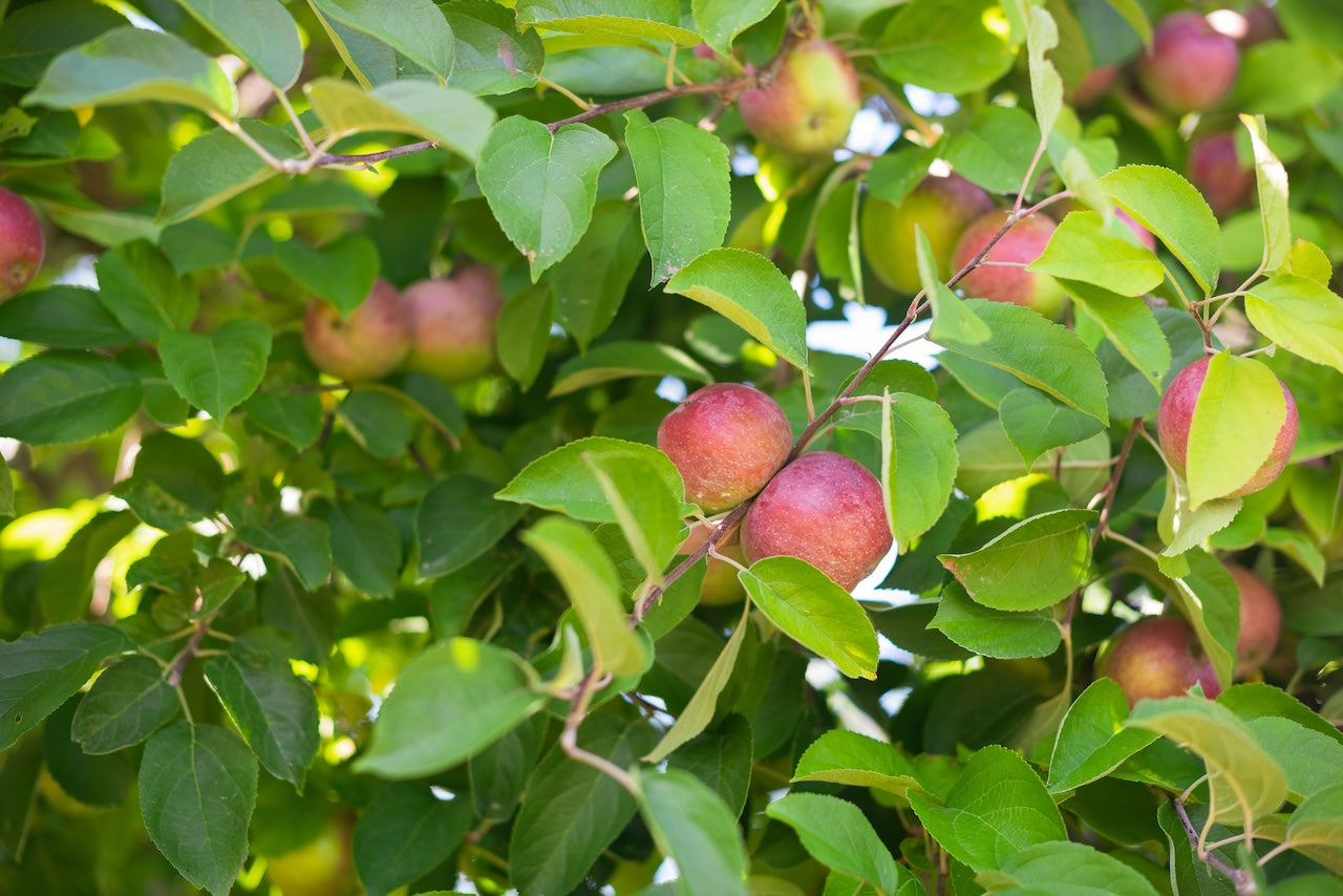 Malus domestica 'Red Mcintosh'