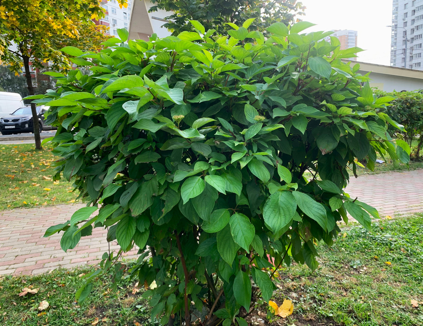 Canadian Beauties - Grey Dogwood
