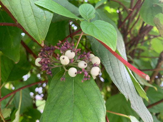 Cornus Racemosa