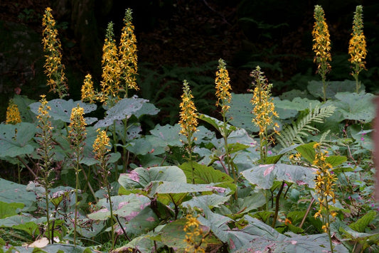 Japanese Ligularia